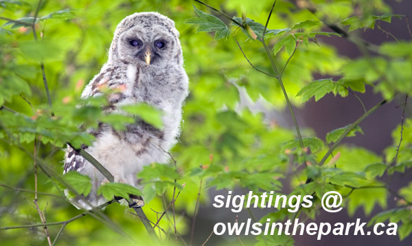 sightings at owlsinthepark