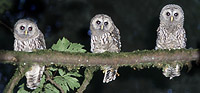Three Owlets Logo 2