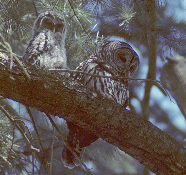 NS Owls