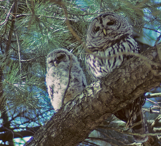 NS Owls