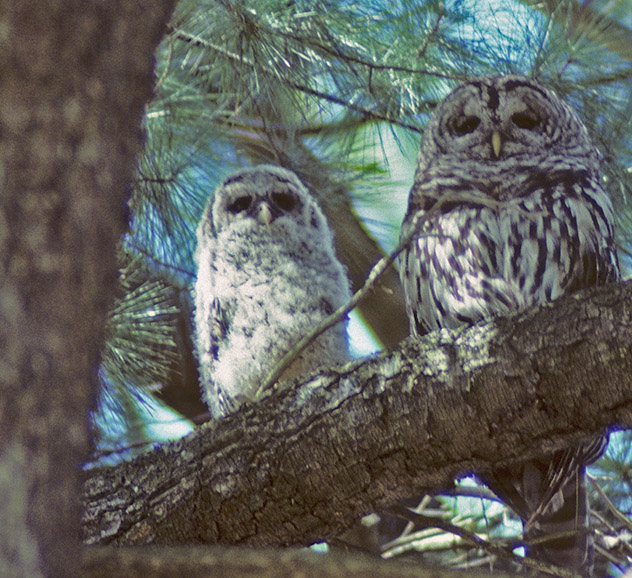 NS Owls