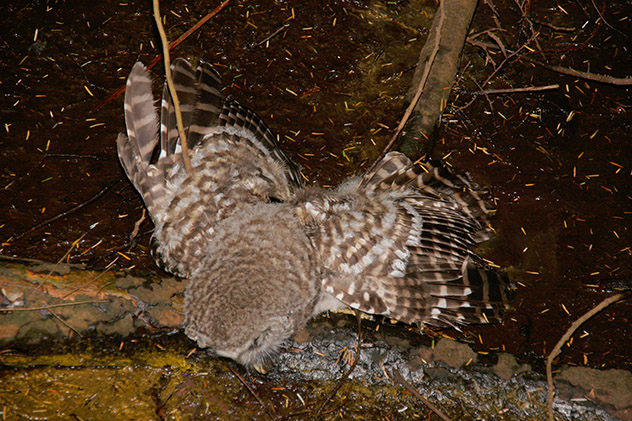 Dead owlet