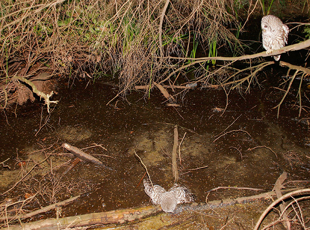 Parent and dead owlet