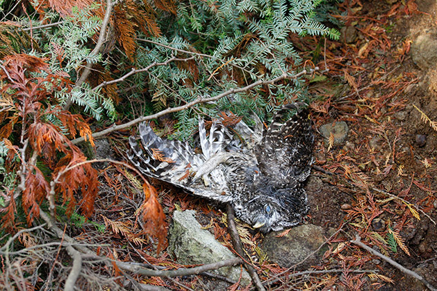 Dead juvenile