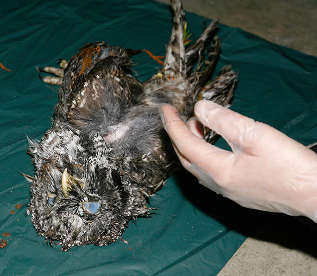 Dead juvenile under examination