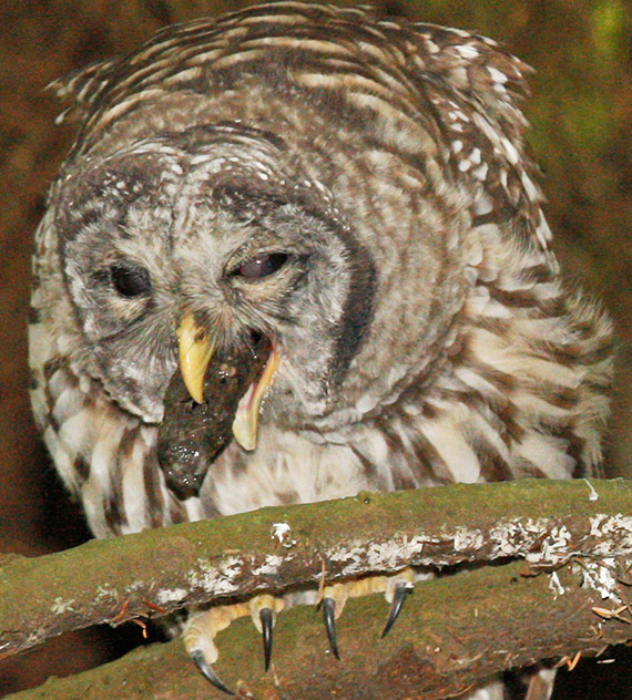 Owlet producing pellet