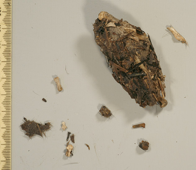 Left Owlet pellet