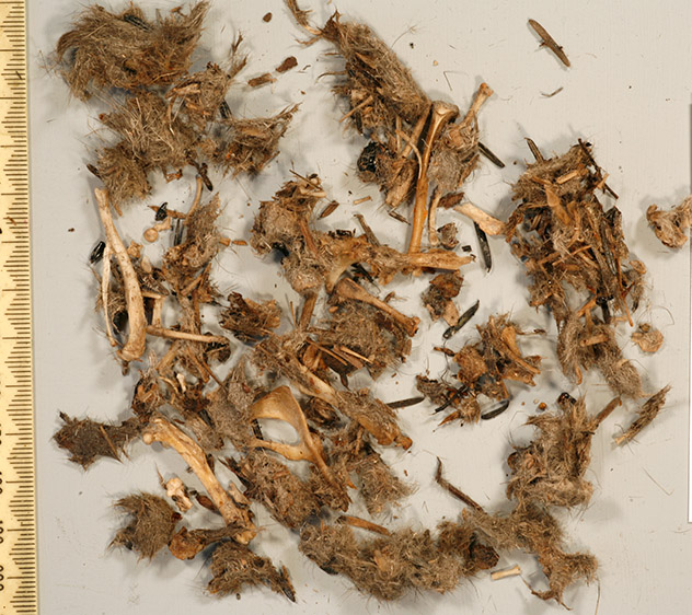 Left Owlet pellet opened