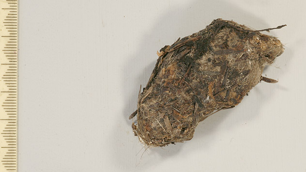 Right Owlet's pellet