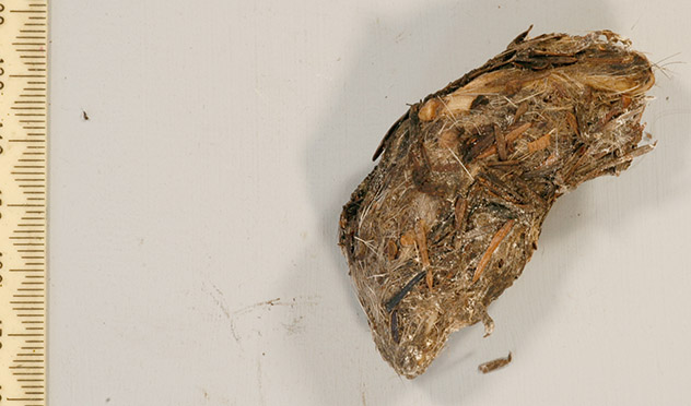 Right Owlet's pellet