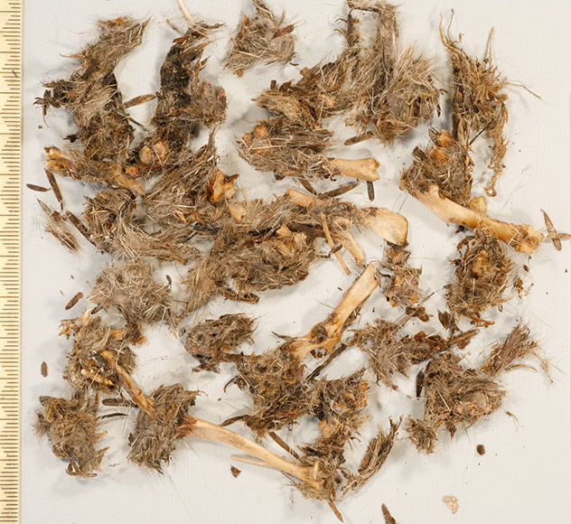 Right Owlet's pellet - opened