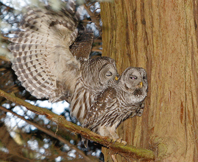 Southern Pair Mating