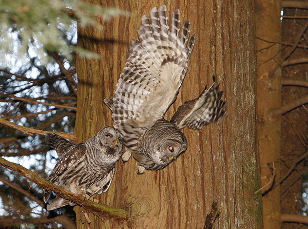 Barred Owls finish mating