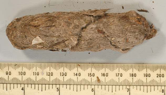 Great Horned Owl Pellet