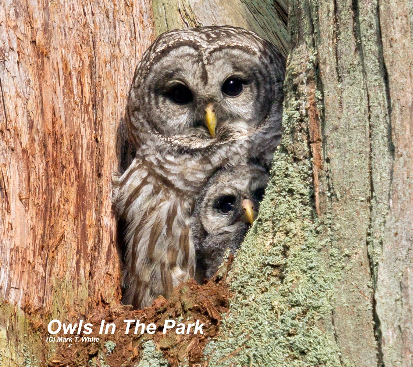 North Territory Owl in cavity